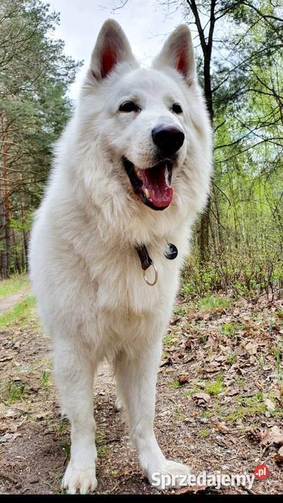 Szczenięta FCI Biały Owczarek Szwajcarski dolnośląskie Jelcz-Laskowice sprzedam