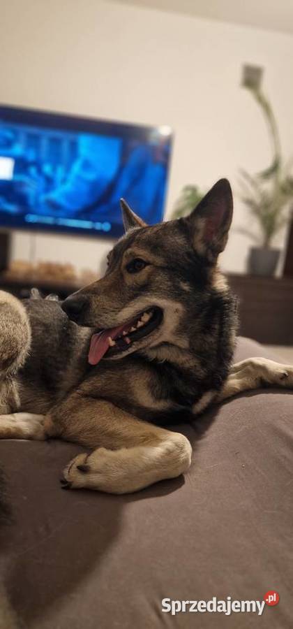 Tamaskan Ragnar szuka nowego domu