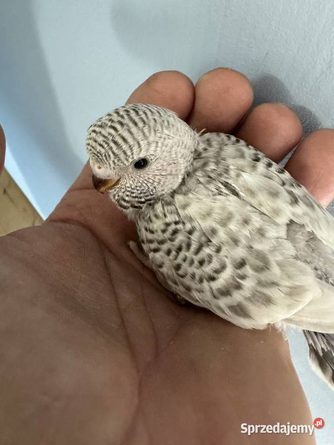 Papużki Faliste Blackface 2025 Brzeszcze sprzedam