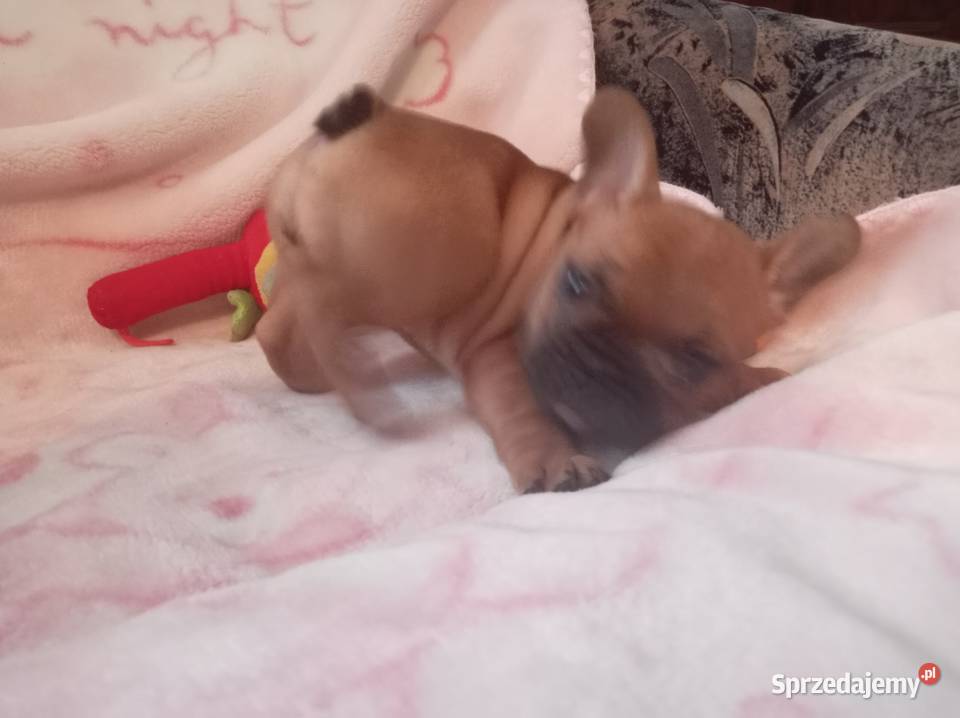 Buldog francuski Buldog