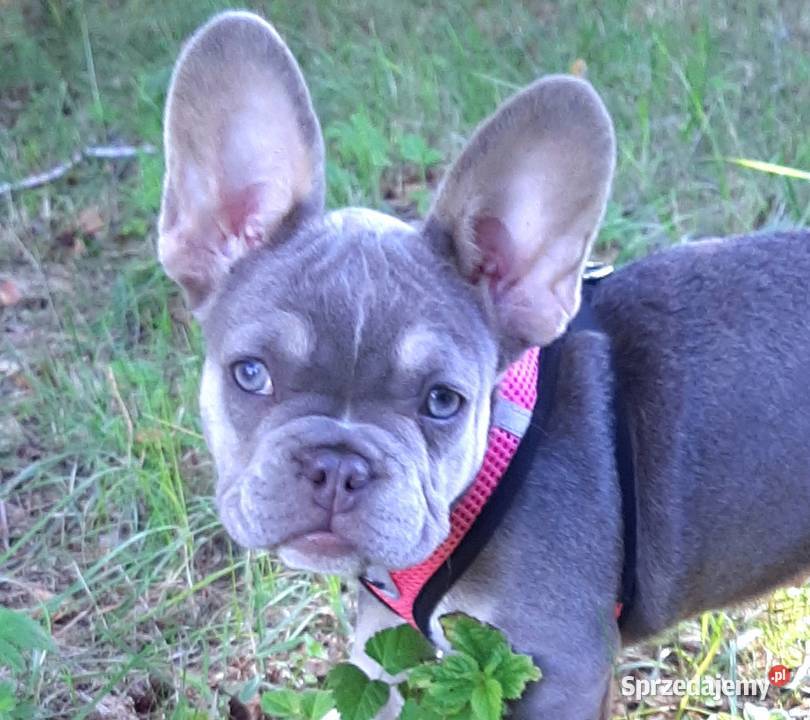 Buldog francuski szczeniaczki piekne sunie i Pabianice