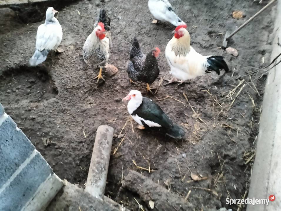 Sprzedam kaczory Czechy