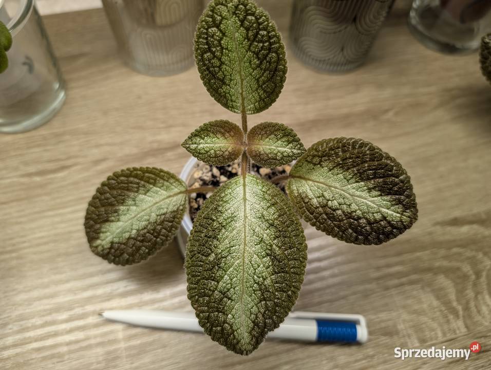 Episca cuperata sprzedam