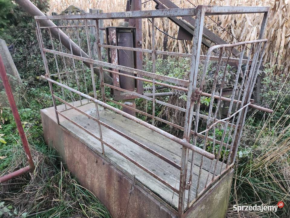 Klatka do wagi ważenia cieląt Bychawa