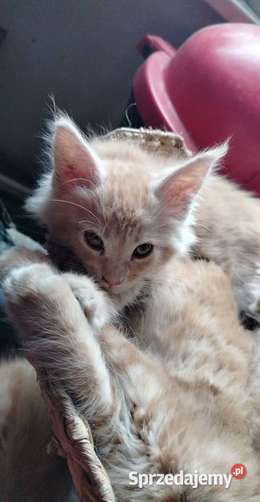 Maine Coon w maju odbiór maluszków Starogard Gdański