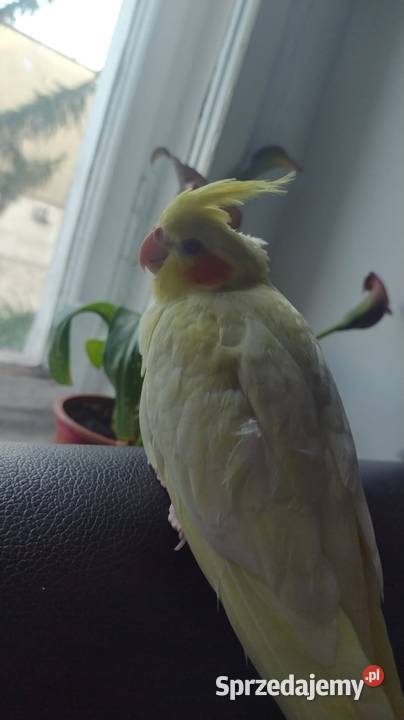 Parka nimf lęgowych młode Grudziądz