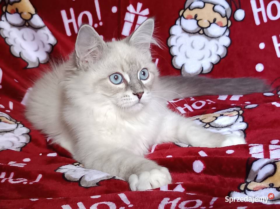 Koty Syberyjskie Neva Masquerade NEMO Syberyjski wielkopolskie Kwilcz sprzedam