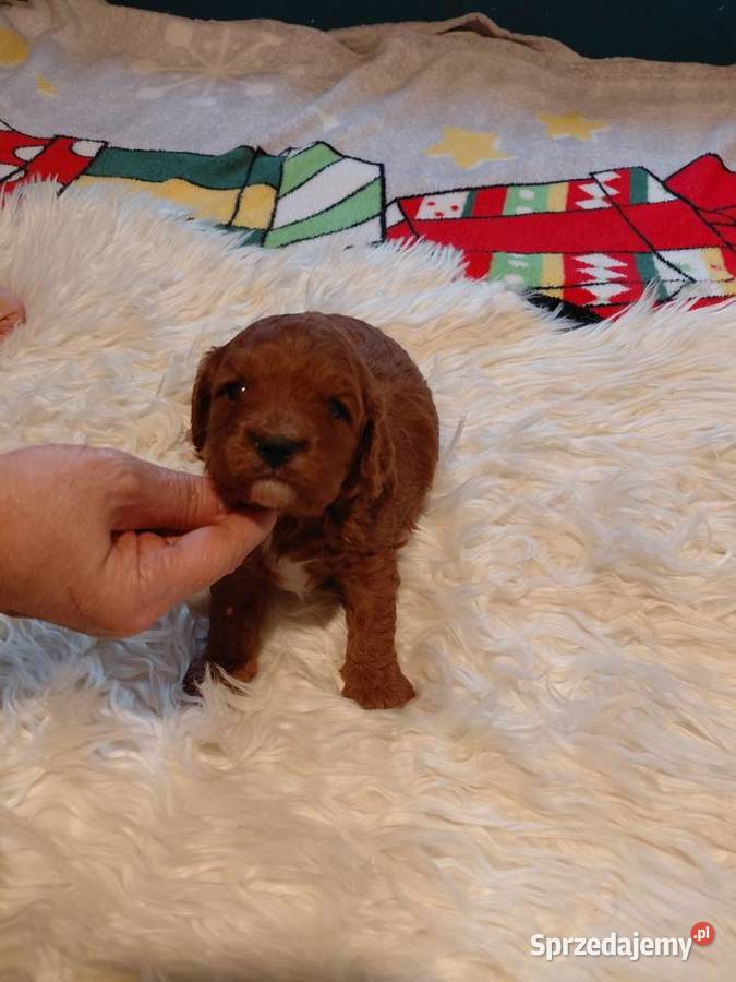 Cavapoo piesek red do rezerwacji Wyszków