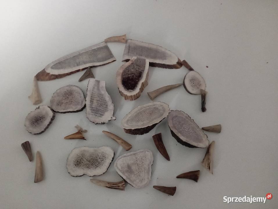 Poroża plastry i końcówki Pozostałe sprzedam