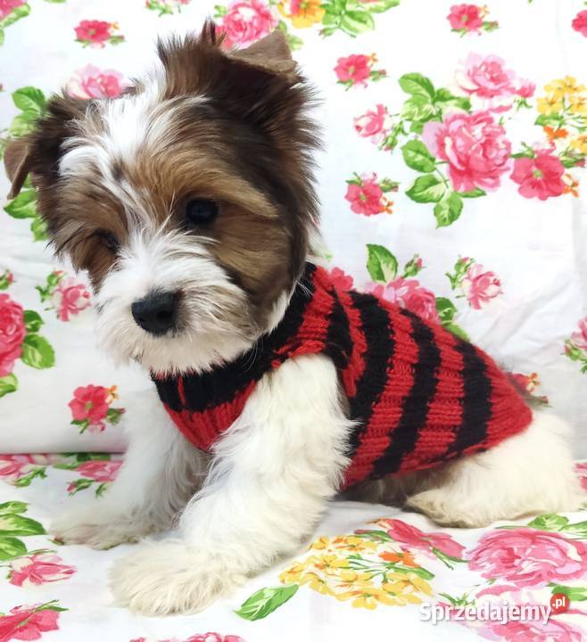 Do odbioru White Ocean Pearl YORK Śliczny piesek opolskie Opole