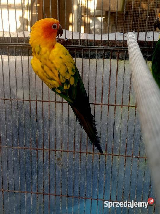 Konury papugi Główczewice