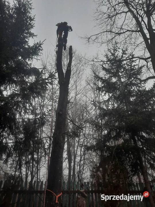 Wycinka drzew trudnych przycinanie drzew Kielce