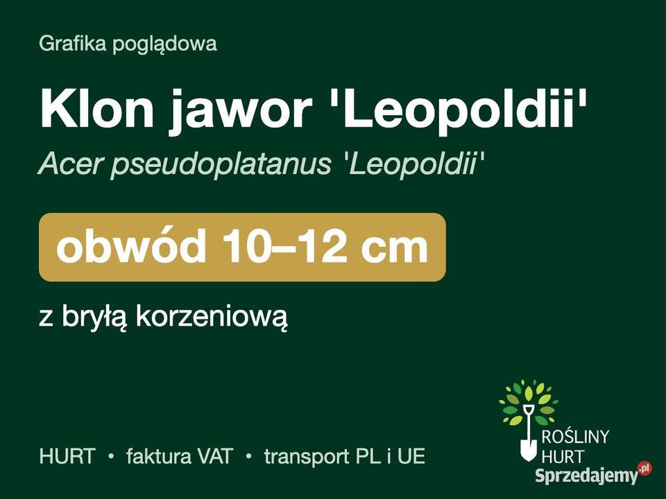 Klon jawor Leopoldii obwód 1012 z bryłą HURT