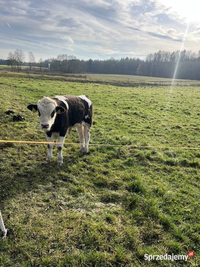 Sprzedam byczki Nowinka
