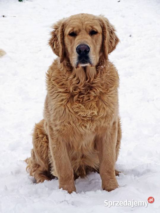 Golden retriever 9 miesięczne Przysucha sprzedam