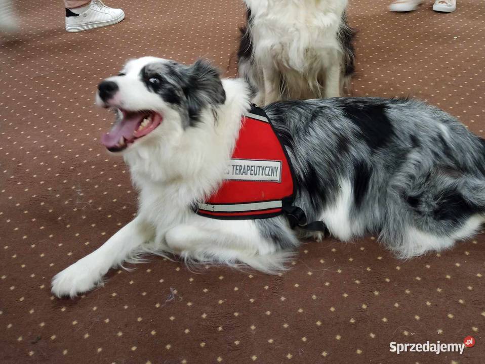 Border Collie FCI suczka do dogoterapii dotowa podkarpackie Dębica