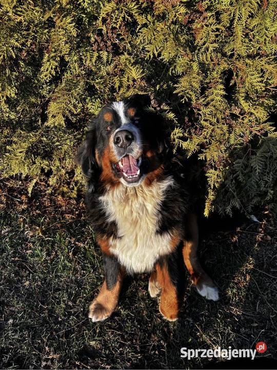 Berneński Pies Pasterski Reproduktor Nowy Dwór Gdański