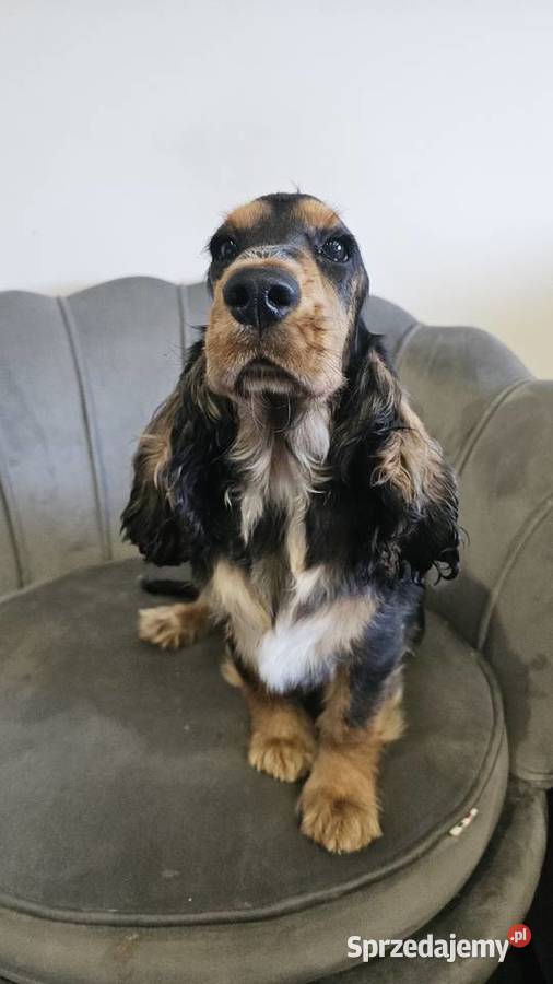 Cocker spaniel angielski Jasienie