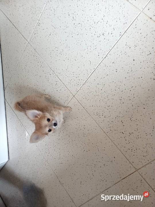 Chihuahua Beżowa Mini Mini Krótkowłosa Sunia Zgierz