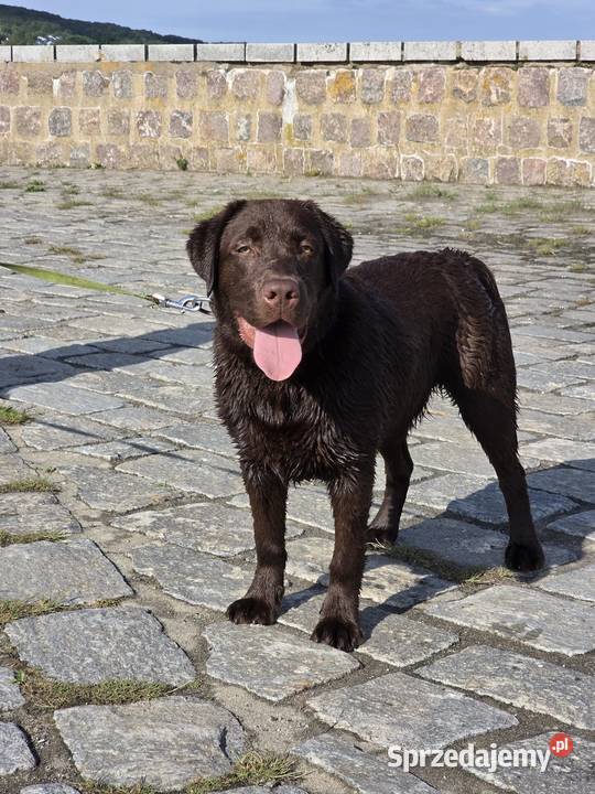 8 miesiecznyLabrador Retriever zachodniopomorskie Szczecin