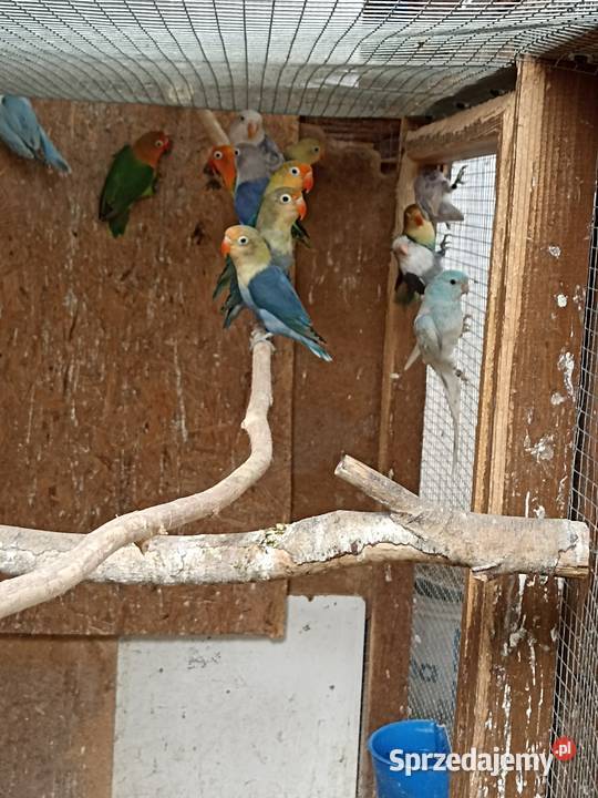 Nierozłączki fischera 2025