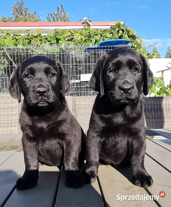 Labrador czarne szczeniaki Milicz sprzedam