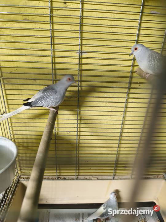 Gołąbki diamentowe Ptaki Poznań