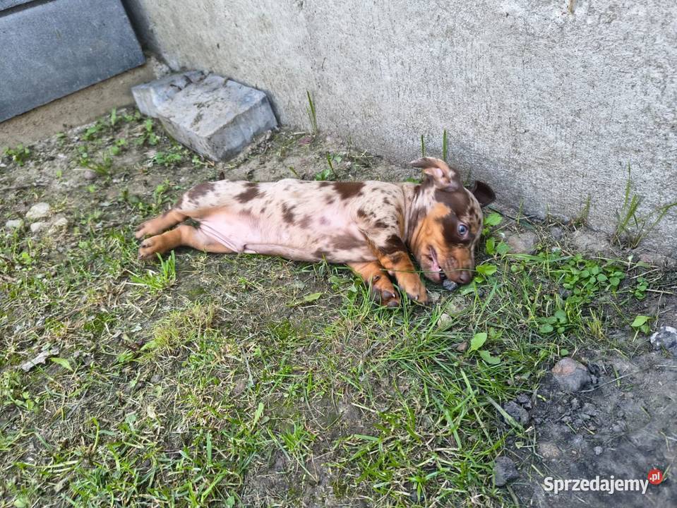 Jamnik Choco Merle Czekoladowy Psy sprzedam