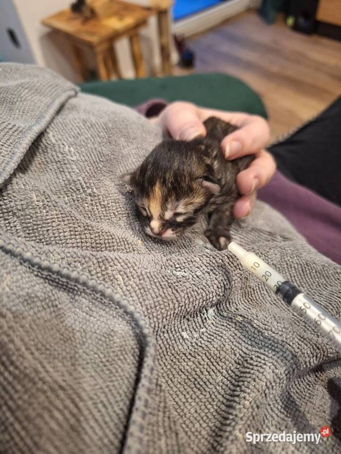 Kotek main coon z rodowodem Zabrze