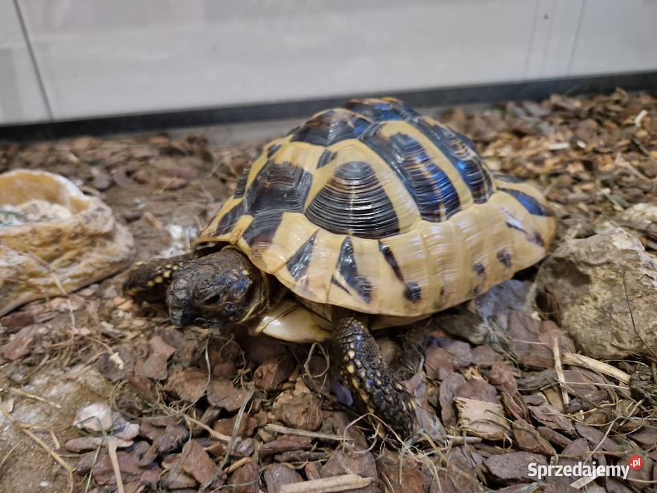 Żółw terrarium grecki testudo hermanni sprzedam
