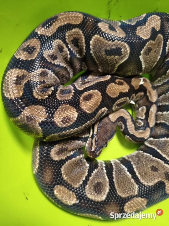 Samica pytona królewskiego dorosła Gady i płazy