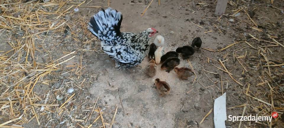 Jajka lęgowe karzełka liliput Tokarówka sprzedam