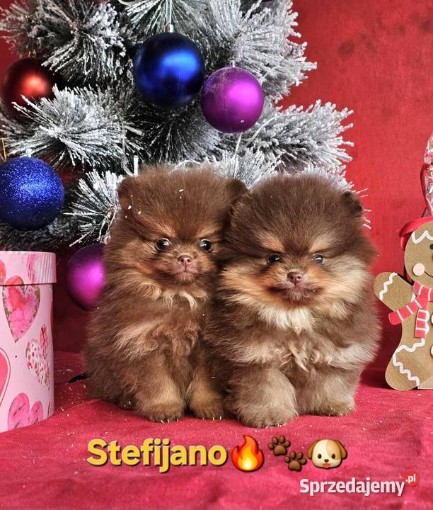 Pomeranian Boo Szczenięta w kolorze CHOCOLATE