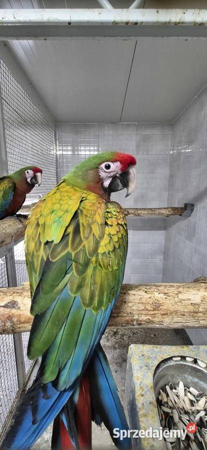 Sprzedam papugi z 2025 Grodzisk Wielkopolski