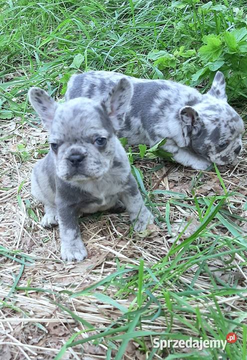 Buldog francuski suczki lilak merle łódzkie Lutomiersk