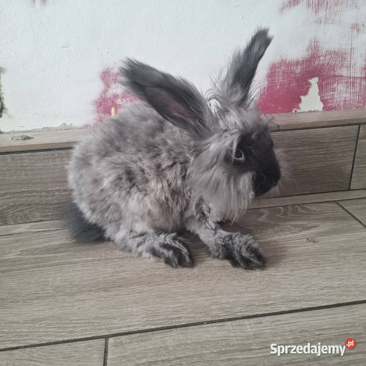 Królik angora samica Kwidzyn sprzedam