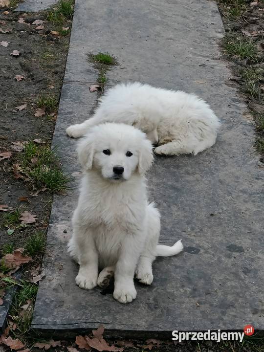 Szczeniak owczarek podhalański gotowy do odbioru Charsznica