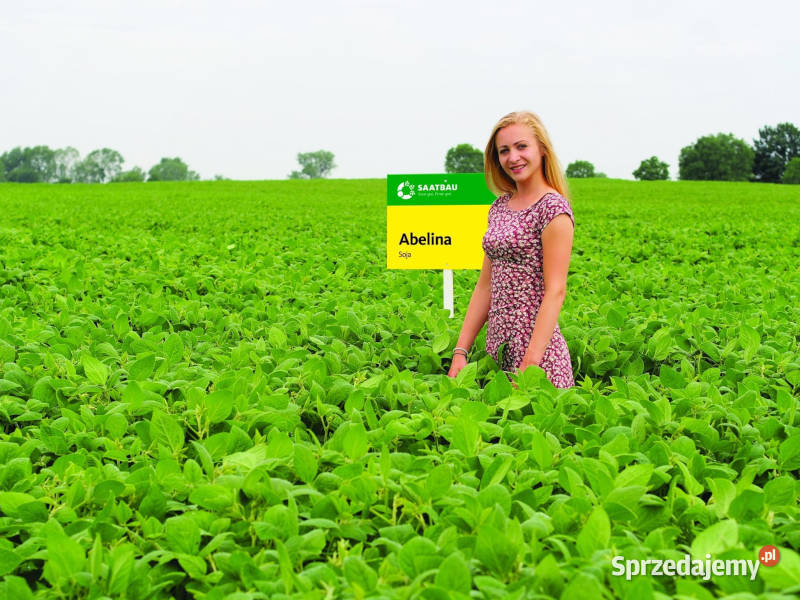 Materiał siewny soja Saatbau Abaca Acassa wielkopolskie Kramsk