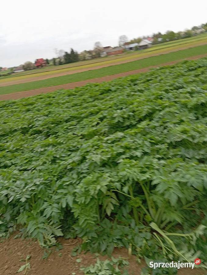 Nasiona arcydzięgiel 2024 Krasnystaw sprzedam