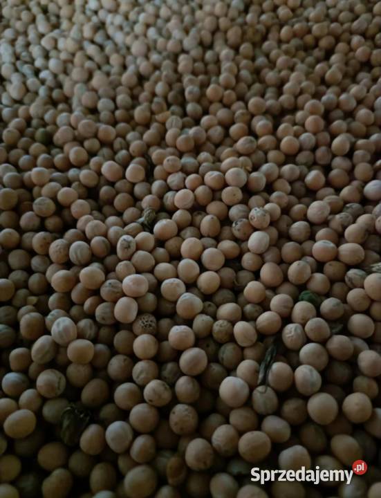 Sprzedam groch siewny Mecenas Ostrzyca