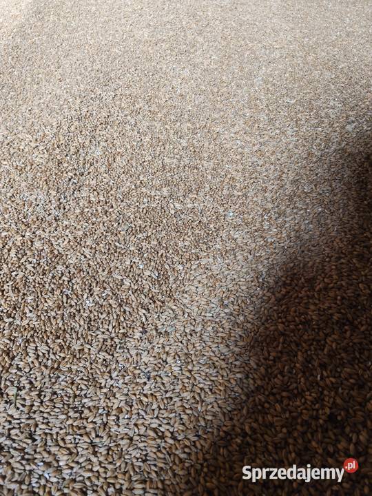 Sprzedam pszenżyto Radzyń Podlaski