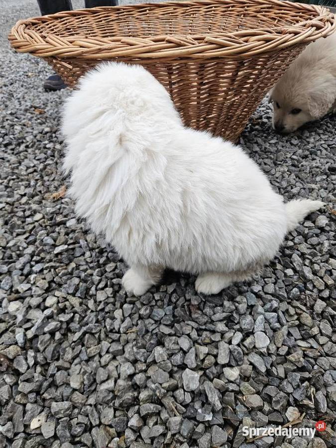 Polski Owczarek Podhalanski szczeniaki Majdan Królewski