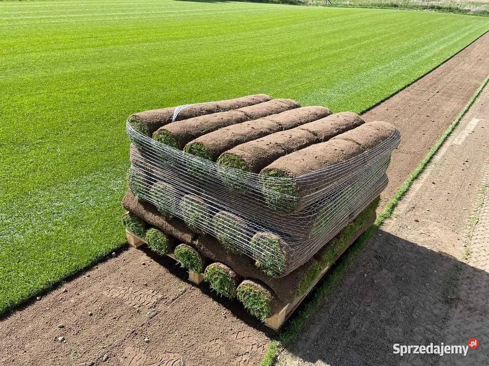Trawa z rolki trawnik z rolki hurt i detal małopolskie Skawina