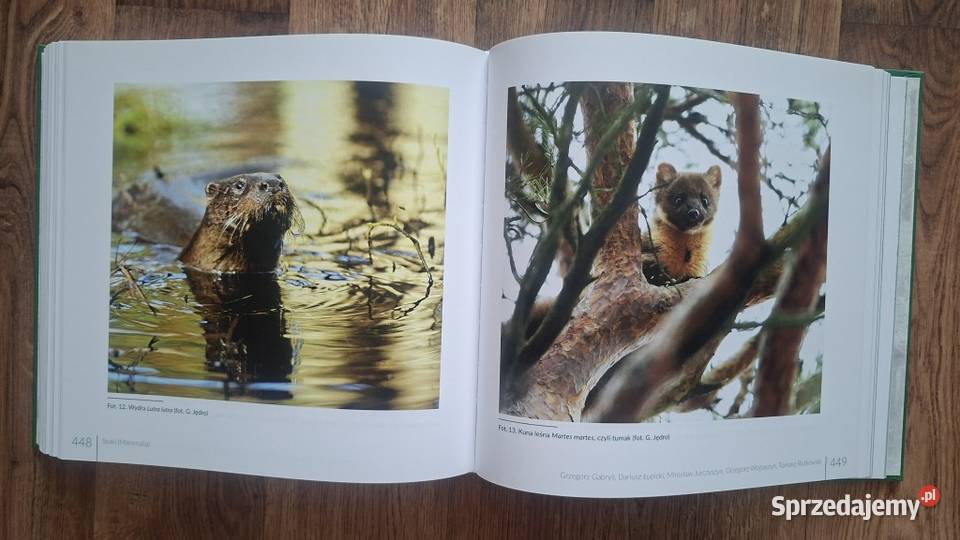 W krainie sosny Leśny Kompleks Promocyjny Bory ISBN 9788378424987 Zielona Góra