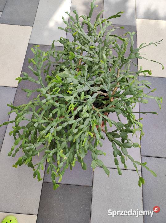 Kwiaty doniczkowe łódzkie Łódź sprzedam