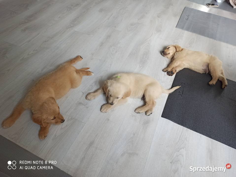 Golden retriever transport wielkopolskie Przedecz