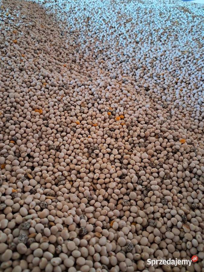 Łubin biały słodki zeus