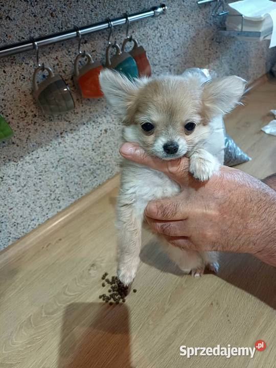 Chihuahua Beżowa Mini Mini Krótkowłosa Sunia Chihuahua Zgierz