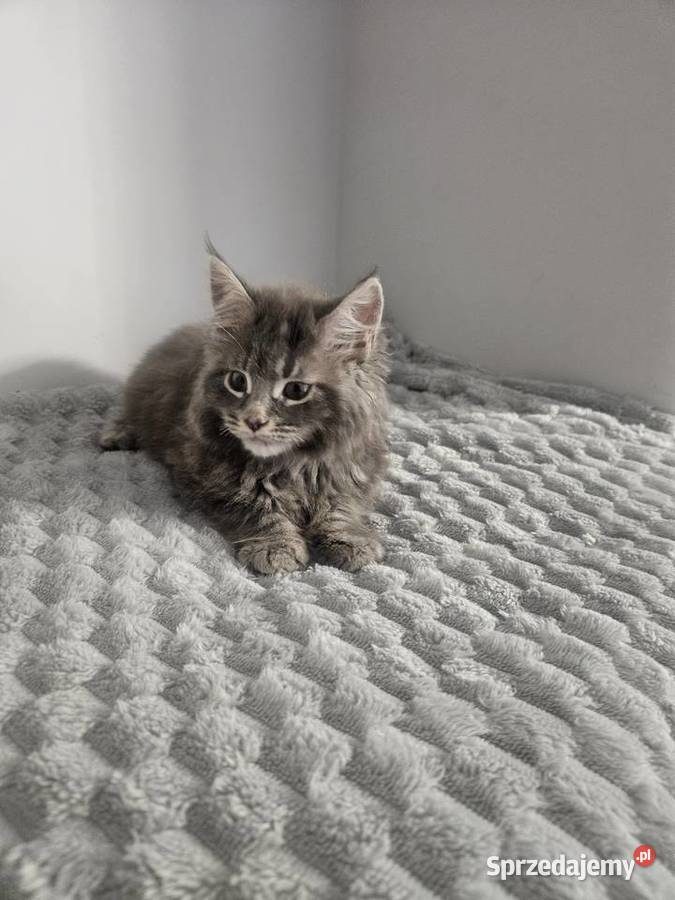 Maine Coon kocur niebieski Radom