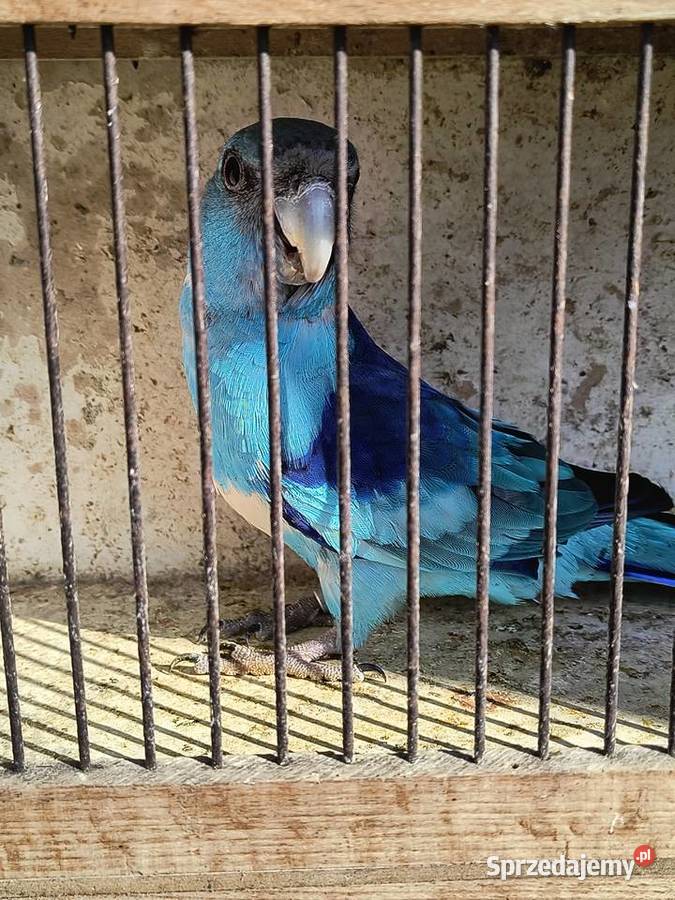 Barnard czerwonoczelny niebieski Ptaki